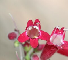 Penstemon coriaceus