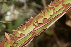 Arbutus andrachne