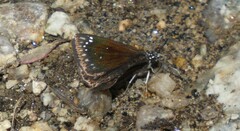 Pholisora