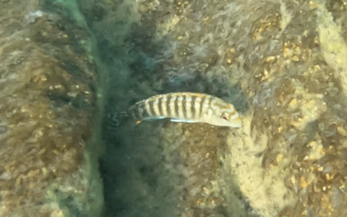 Labidochromis maculicauda