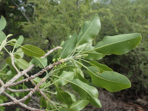 Sideroxylon saxorum image