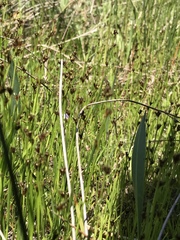 Scleria verticillata