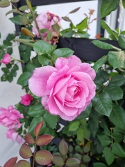 Rosa