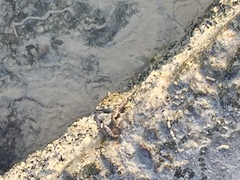 Grapsus albolineatus