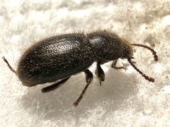 Eleodes littoralis