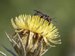 Pseudoanthidium canariense