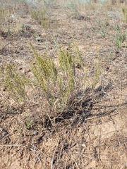 Artemisia pauciflora