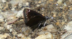 Pholisora