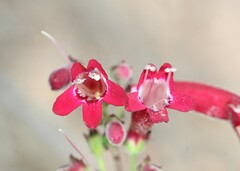 Penstemon coriaceus