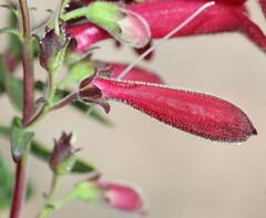 Penstemon coriaceus