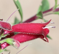Penstemon coriaceus