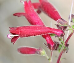 Penstemon coriaceus