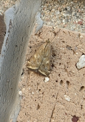 Loxostege sticticalis