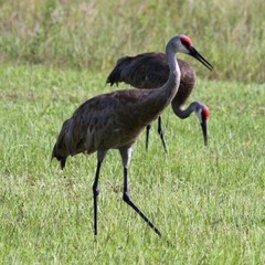 Antigone canadensis pratensis