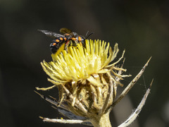 Pseudoanthidium canariense