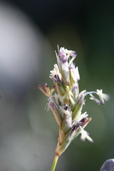 Sesleria insularis