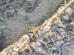 Grapsus albolineatus