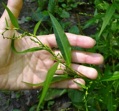 Persicaria hydropiper