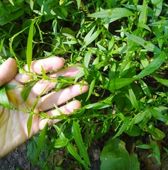 Persicaria hydropiper