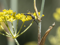 Poecilotiphia gracilis