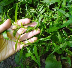 Persicaria hydropiper