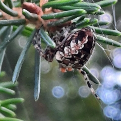 Araneus diadematus