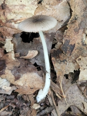 Volvariella nigrodisca