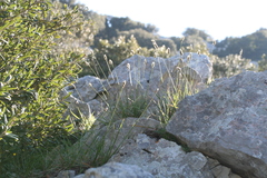 Sesleria insularis
