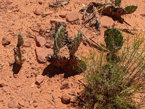 Image of Opuntia arizonica by (c) Rosie Steinberg, some rights reserved (CC BY)