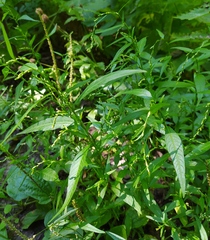 Persicaria hydropiper