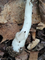 Volvariella nigrodisca