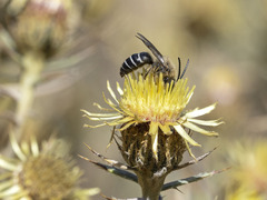 Colletes dimidiatus