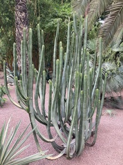 Euphorbia