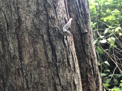 Sceloporus melanorhinus