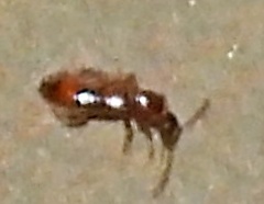 Vacusus vicinus