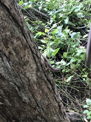 Sceloporus melanorhinus