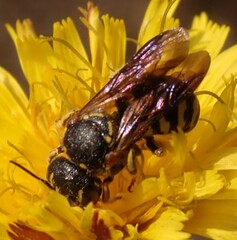 Dianthidium simile
