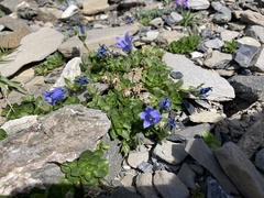 Campanula cenisia