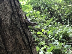 Sceloporus melanorhinus