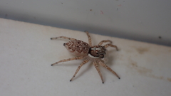 Menemerus semilimbatus