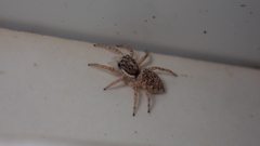 Menemerus semilimbatus