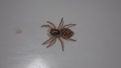 Menemerus semilimbatus