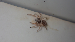 Menemerus semilimbatus