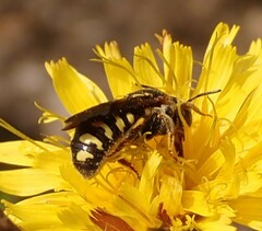 Dianthidium simile