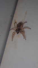 Menemerus semilimbatus