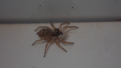 Menemerus semilimbatus