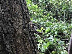 Sceloporus melanorhinus