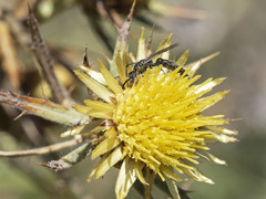 Poecilotiphia gracilis