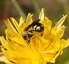 Dianthidium simile