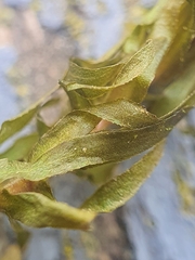 Elodea nuttallii